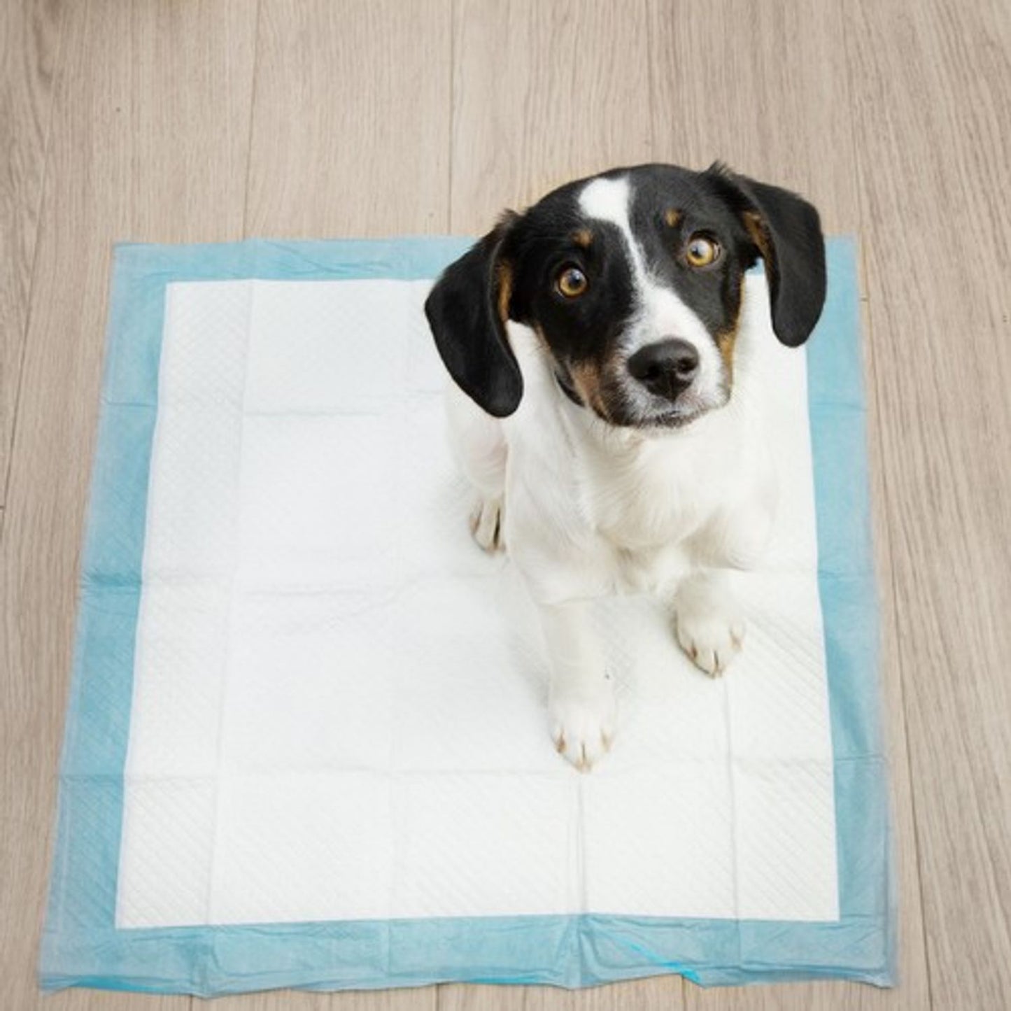 Hygiënische ondervloer 60x60cm 50st. Purlov 21600.