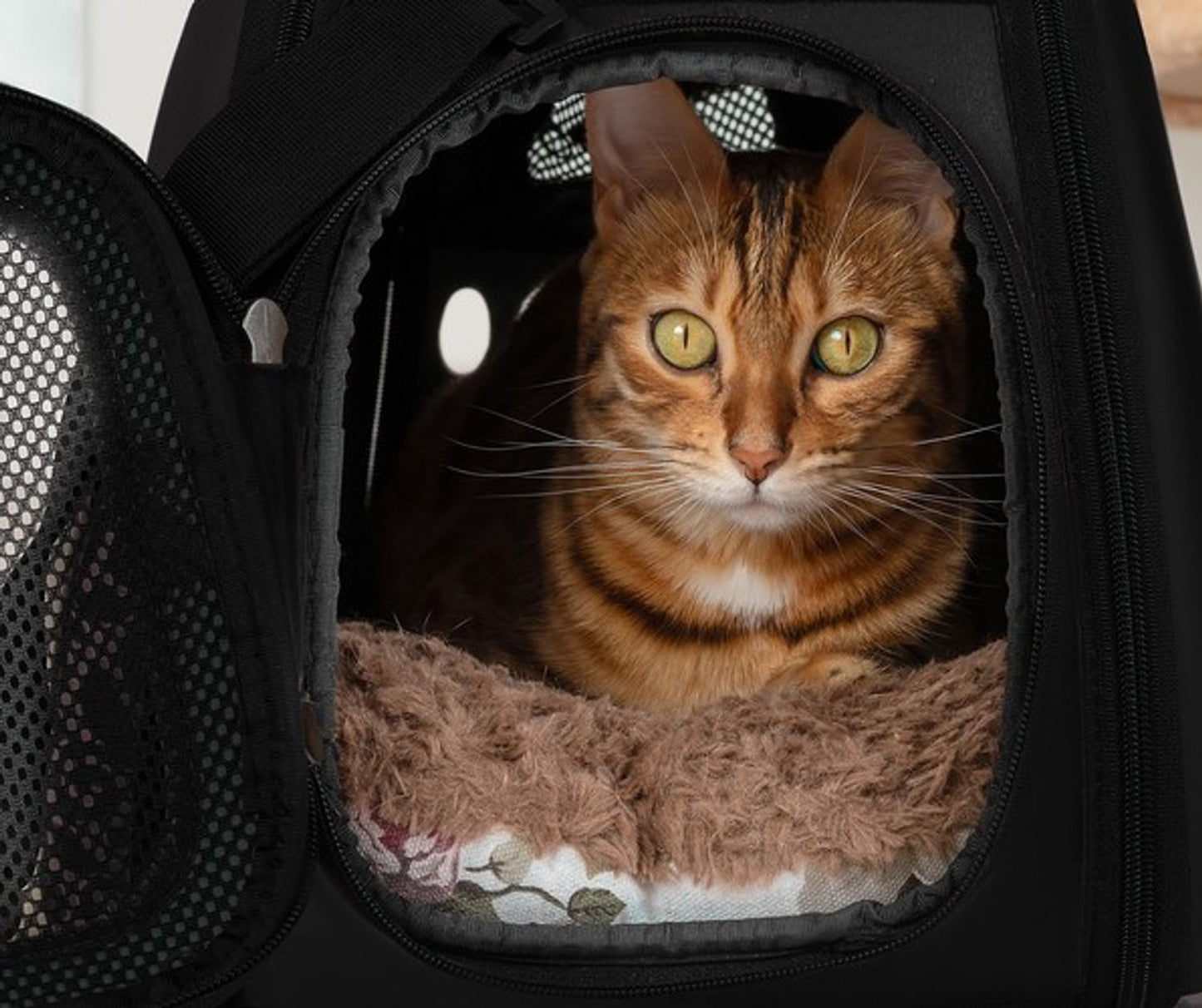 Transporter - honden-/kattentas - zwart